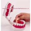 Children's Dental Teaching Aid: Tooth Brushing Toy Model
