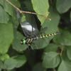 5 Stück Realistische 3D-Libellen-Clips Outdoor Fliegenabwehrgeräte Insektenschutz Dekoration für Garten Camping Angelhut Rucksack Baum