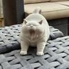 1pc Yawning cat statue Toy, Compact Desktop Decor for Home, Office, Car, Perfect Gift for Cat Lovers (Christmas, Halloween, Birt