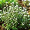 300 Thyme Seeds - SemiWild Permaculture
