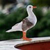 Gaviota Simulada Pájaro Artificial Adornos de Jardín