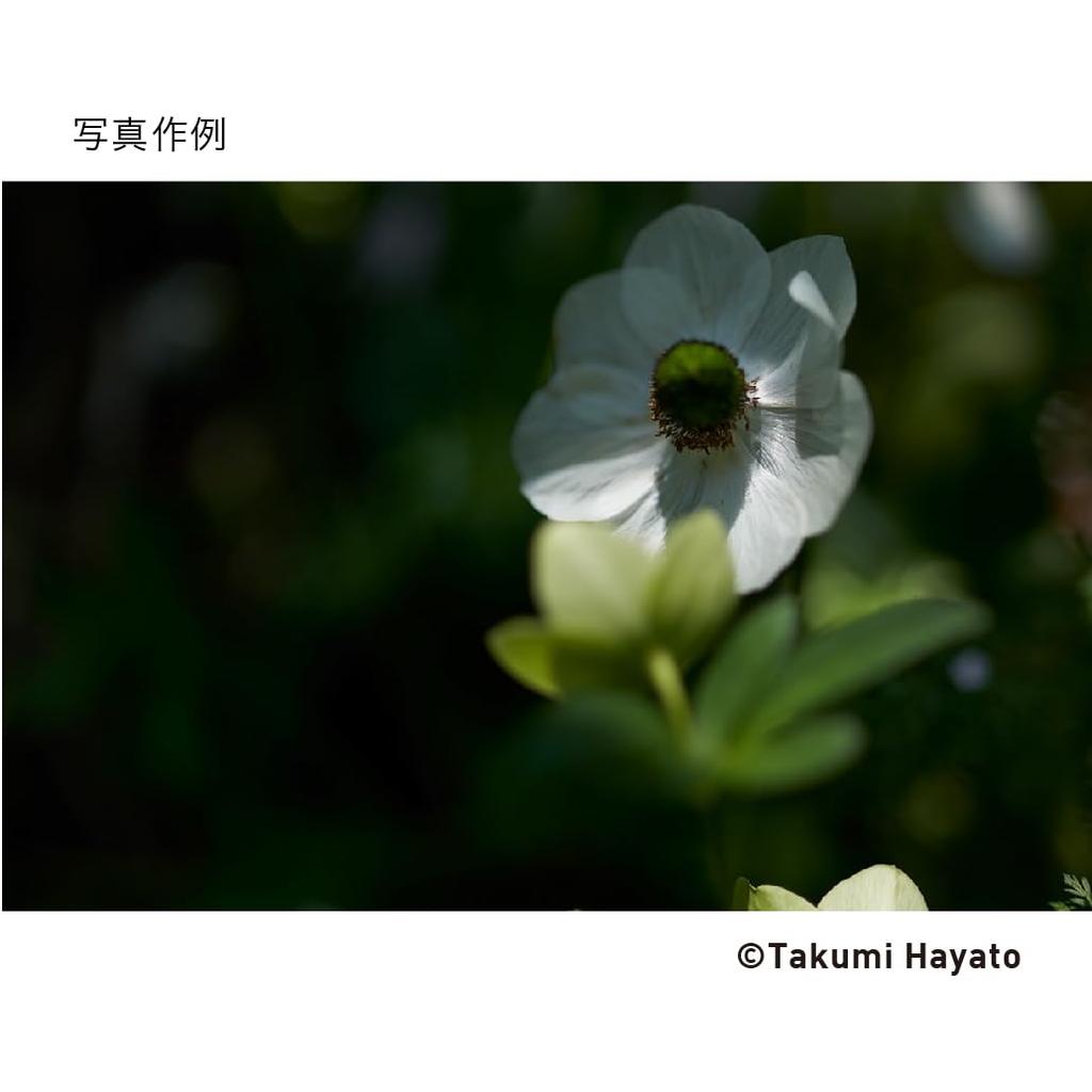 Sigma 35mm DG DN Lens for Sony Art Mirrorless Cameras F1.2 E-Mount, Wide-Angle, Full-Frame