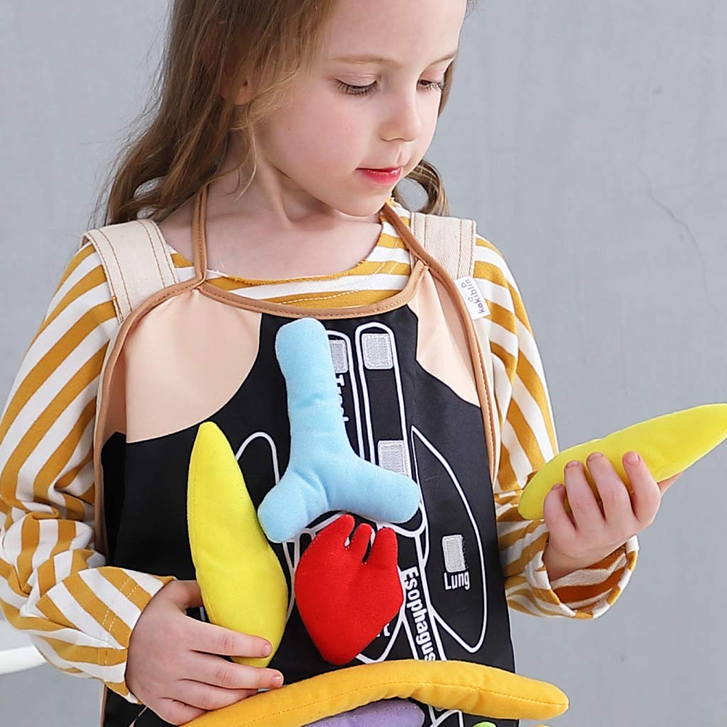 3D Organ Apron,  Anatomy Apron Human Body Organs Awareness Educational Toy for Home Preschool Teaching Aid
