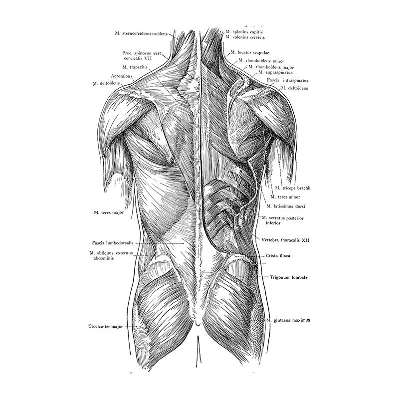 Ανθρώπινη Ανατομία Τέχνη Καμβάς Ζωγραφική Εκτυπώσεις Όργανο Σκελετός Vintage Αφίσα Εκπαίδευση Εικόνα Για Δωμάτιο Σπίτι Κλινική Ιατρική Διακόσμηση Τοίχου