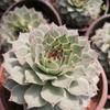 Clump-Forming Multi-Head Tie Guan Yin Succulent for Indoor or Balcony Decor