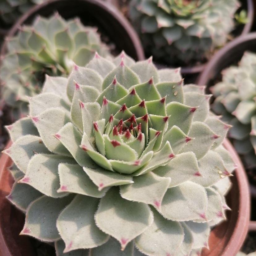 Clump-Forming Multi-Head Tie Guan Yin Succulent for Indoor or Balcony Decor