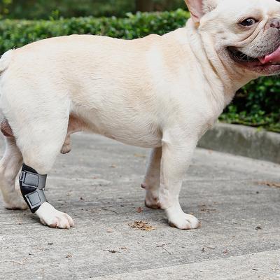 petco dog leg brace