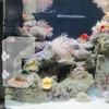 Plastic Fish Food Feeders Aquariums Feeders With Strong Suction Cups for Home And Office Aquariums