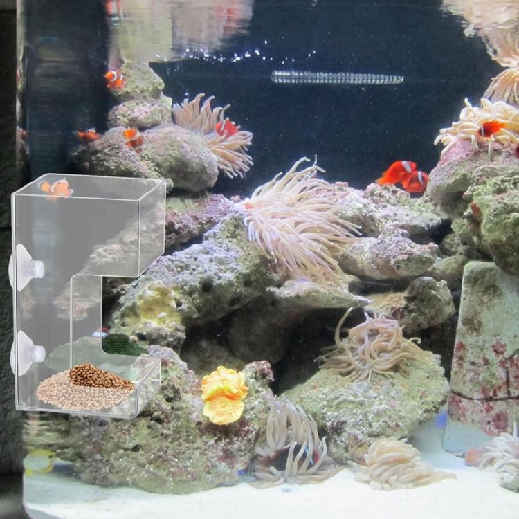 Plastic Fish Food Feeders Aquariums Feeders With Strong Suction Cups for Home And Office Aquariums