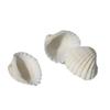 Natural White Shell Mediterranean Wall & Floor Conch Stickers