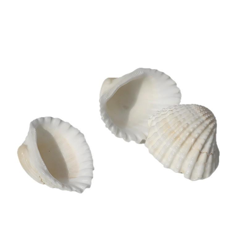 Natural White Shell Mediterranean Wall & Floor Conch Stickers