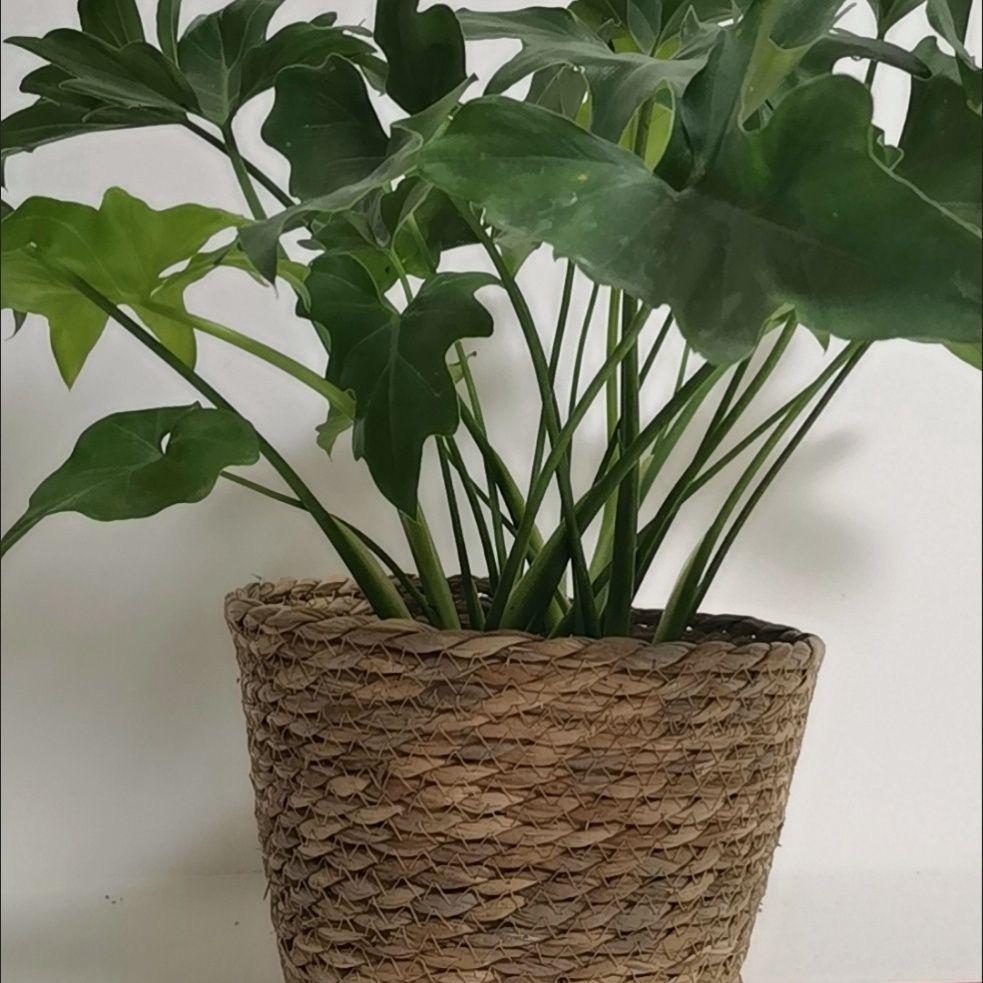Nordic Style Hugging Plant Set: Woven Straw Flower Pot for Living Room & Balcony Decoration
