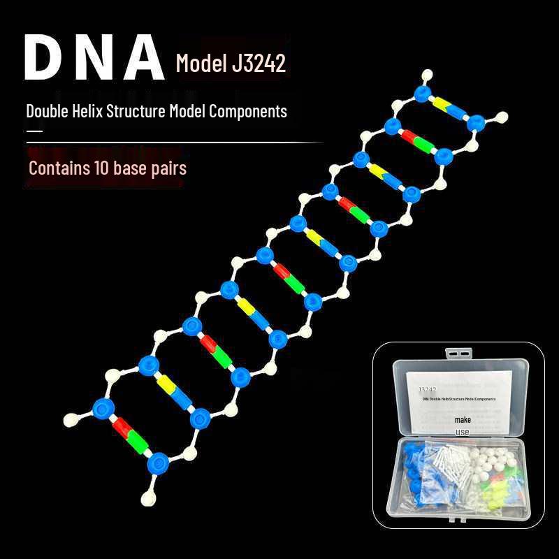 DNA Double Helix Model for Biology Education: Primary to High School Science Teaching Tool