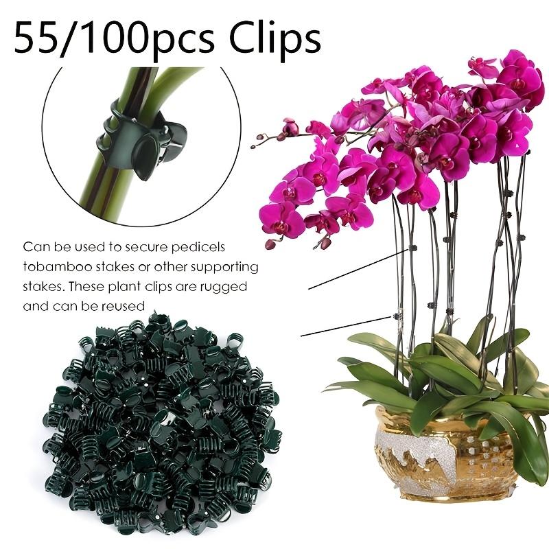 50pcs Plastic Garden Plant Clip For Phalaenopsis Graft Orchid Stem Dark Green Vine Support Clips Gardening Accessories