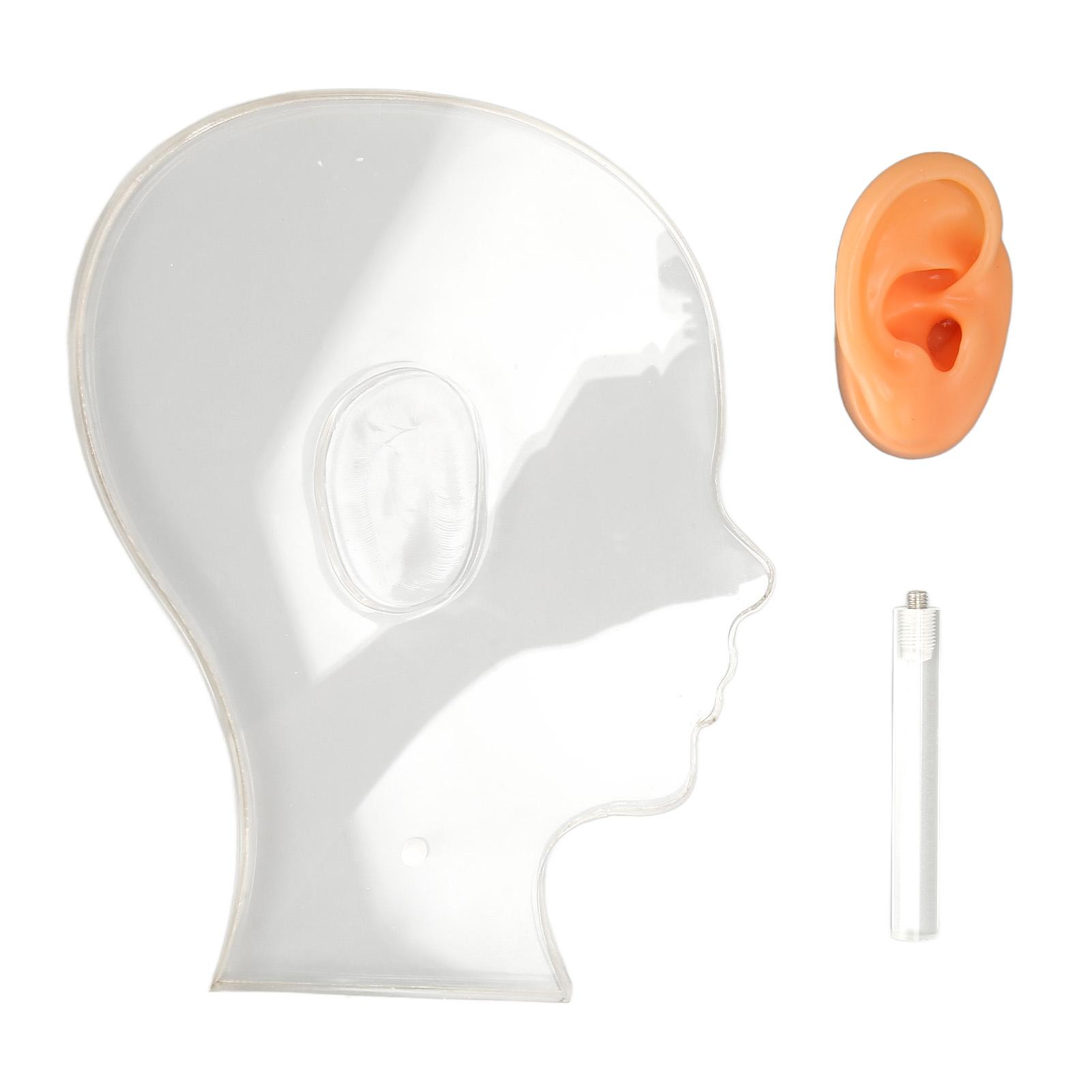 

Силиконовая модель правого уха с акриловой подставкой для демонстрации слухового оборудования для аптеки, больницы