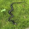 Yousheng Realistic Fake Rubber Snake Toy, Lifelike Snake Model with Tongue-Out, Simulated Snake for Halloween Party Gag, Bird Deterrent, Garden