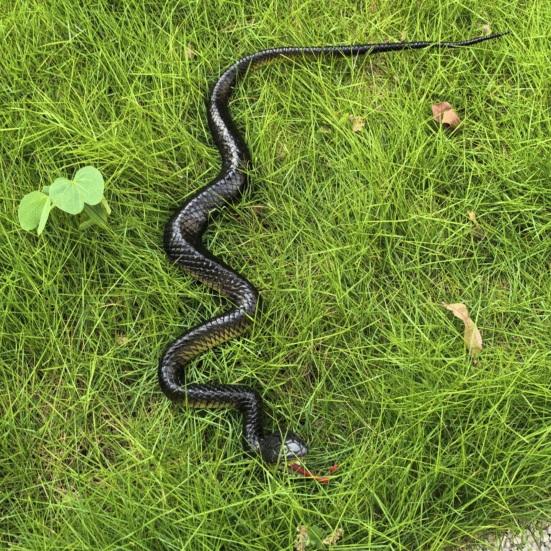Yousheng Realistic Fake Rubber Snake Toy, Lifelike Snake Model with Tongue-Out, Simulated Snake for Halloween Party Gag, Bird Deterrent, Garden