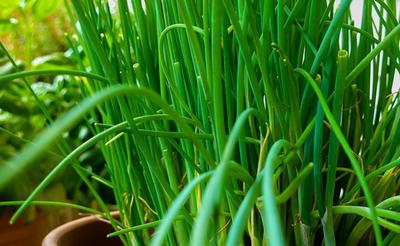 500 Frenk Soğanı Tohumu - aromatik sebze bahçesi bitkisi - çoğaltılabilir köylü tohumları - Yarı Yabani