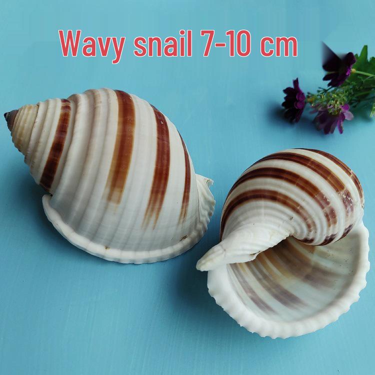 Conch Shells & Starfish for Hermit Crabs: Aquarium Decor & Drift Bottle Accessories