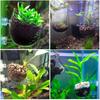 Aquarium-Blumentopf aus Glas, Zylinderbecher mit Saugnäpfen zum Kultivieren von Wasserpflanzensamen, Korallenmoos, Aquarium-Dekorationszubehör