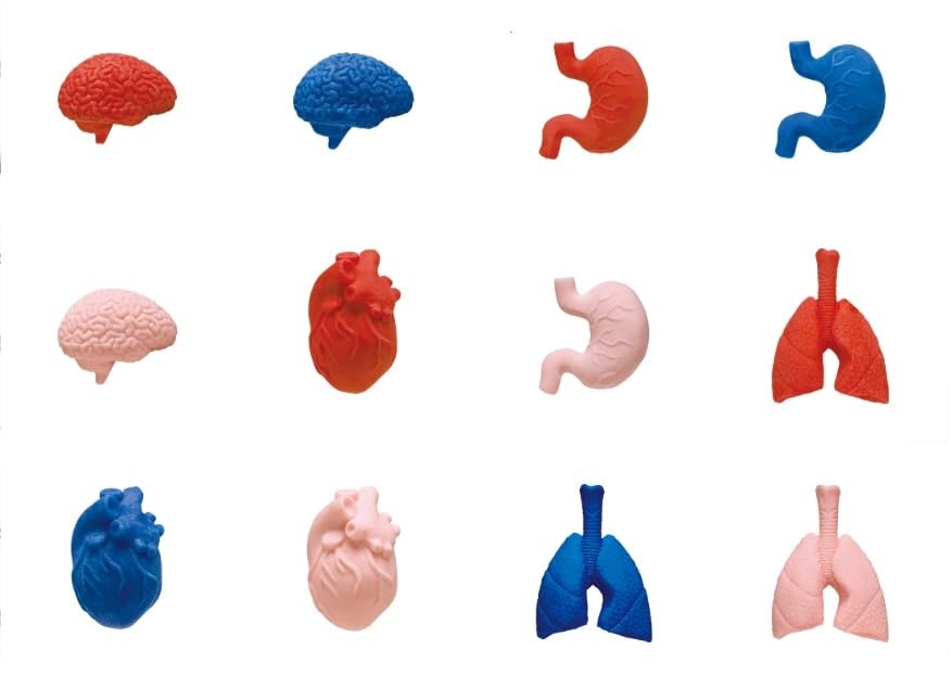 Human Body Model Figure Mascots That Expand When Put In Water [Complete Set of 12] Gacha