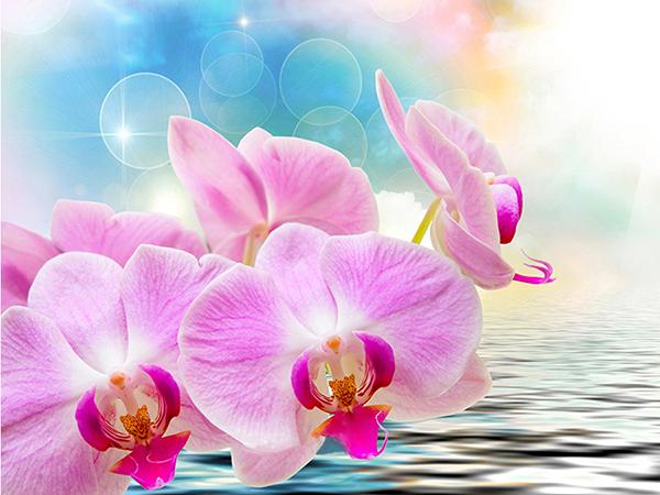 5D DIY Diamond Painting Orchid Rhinestone Pictures Full Round Diamond Embroidery Flower Crafts Kit Home Decor