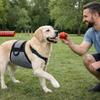 Breathable Dog Training Pants Anti Harassment Politeness Belt Dog Physiological Pants Old Dogs