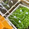 Plastics Automatic Water Seepage Device Self Watering Plants Drip Irrigation