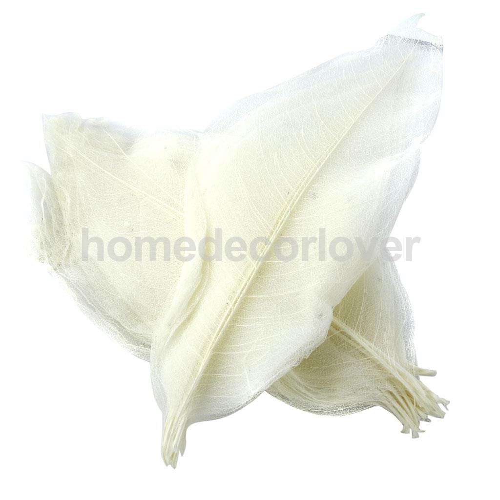 50Pcs Natural Magnolia Skeleton Leaf Leaves DIY Crafts Card Making Scrapbooking White