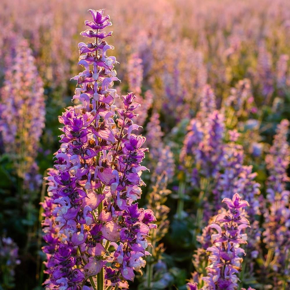 [Aromather] USDA Organic Clary Sage Essential Oil 12ML France