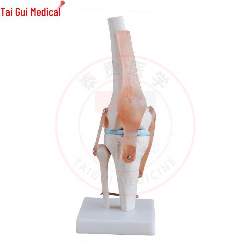 TAIGUI MEDICINE Movable Knee Joint Teaching Model