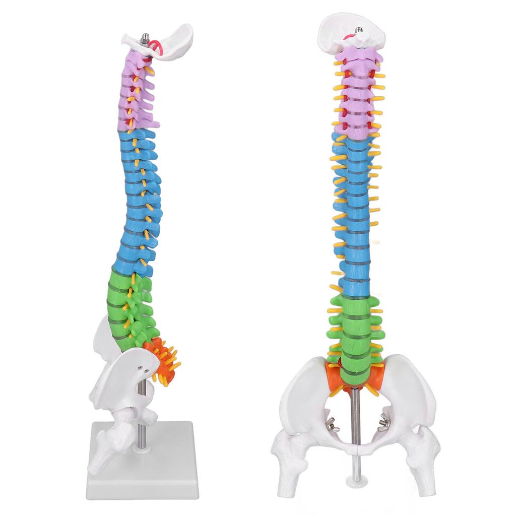 Spine Model PVC 45cm Colour Coded Miniature with Thigh Bone Set Kit for Learning Teaching