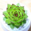 Guanyin Lotus Succulent: Large Indoor Bonsai with Pot, Easy-Care, Old Trunk Style, Soil Included
