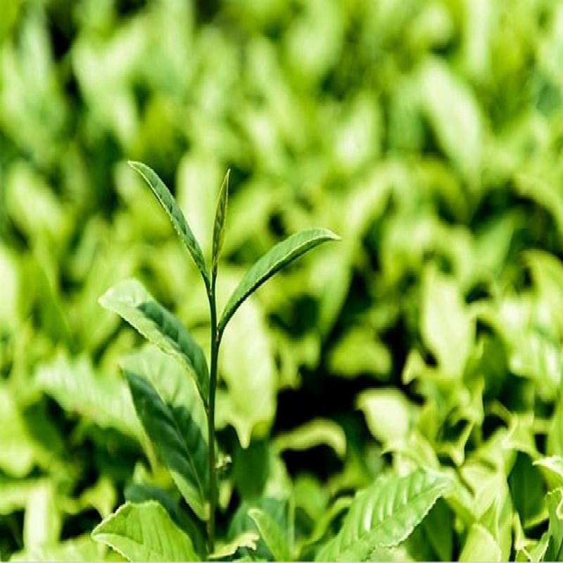 250 g biologische jasmijnbloemthee, bloeiende verse kruidenthee, groene thee van hoge kwaliteit
