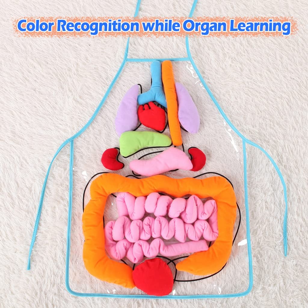 3D Organ Apron,  Anatomy Apron Human Body Organs Awareness Educational Toy for Home Preschool Teaching Aid