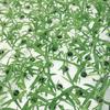 50Pcs New White Hydroponic Basket Garden Vegetable Soilless Growing Net Pot Multi-Size Aeroponics Plastic Planting Mesh Pots Cap