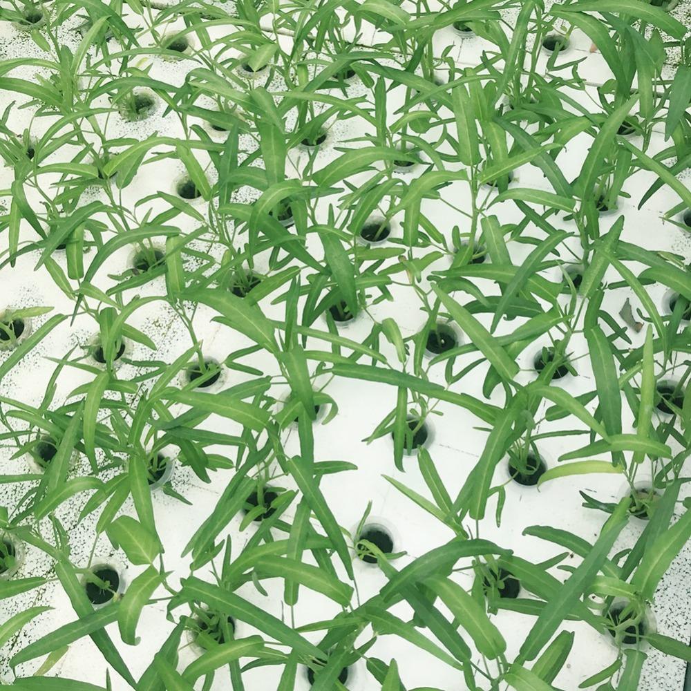 50Pcs New White Hydroponic Basket Garden Vegetable Soilless Growing Net Pot Multi-Size Aeroponics Plastic Planting Mesh Pots Cap