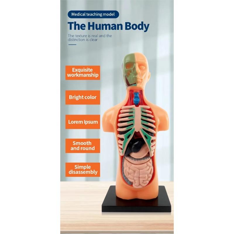 Human Torso Model, menneskekroppsmodell for barn brukt til studentundervisningsforskning, med tilhørende produktbrukerhåndbok