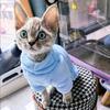 Warme dicke Sphynx-Katzenkleidung für Katzen Gotas Winter-Haustierpullover Persische Chinchilla-Kapuzenpullover Hund Haustiere Kleidung Katzenkleidung