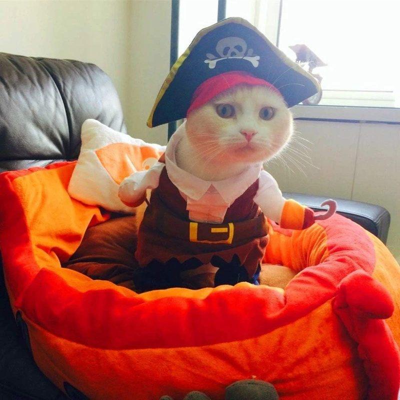 Grappige Huisdierkleding Piraat Hond Kat Kostuum Pak Zeekapitein Verkleedfeest Kleding voor Kat Hond Plus Hoed Huisdier Hond Kostuum