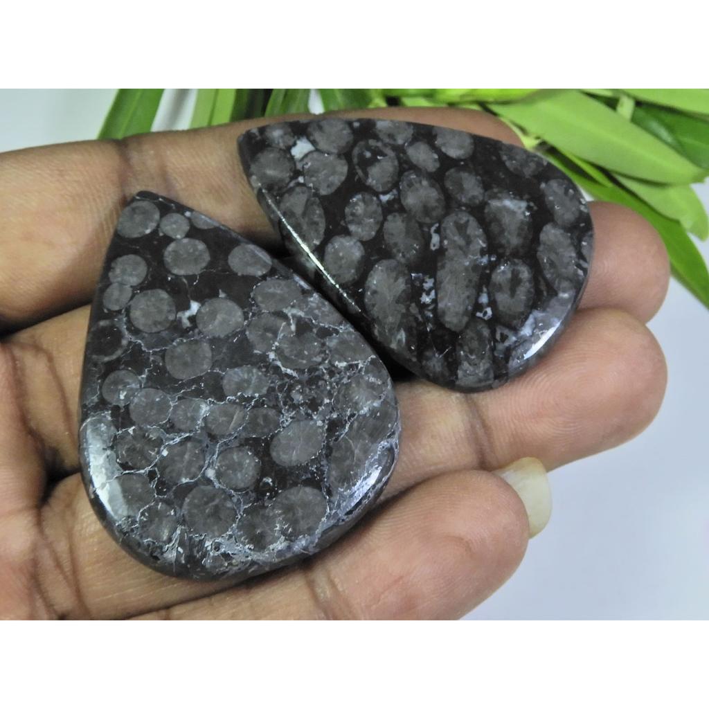 2 Stück 124 Karat. Natürlicher Schwarzer Fossiler Korallen-Perlmutt-Cabochon Edelstein 32X45-35X47MM A-115