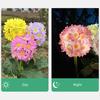 Creative Garden Yard Patio Decorative Solar Flower Lamp Waterproof Wireless LED Light Waterproof Lawn Outdoor Orname