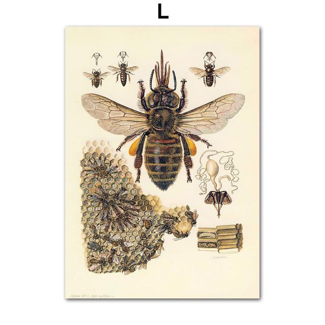 Vintage Beetle Insect Poster Specimen Retro Illustration Wall Art Canvas Painting Posters and Prints Picture for Living Room No Frame