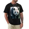 Giant Panda Xiao Qi Ji At the National Zoo TShirt Big Size Daily Wear TShirt