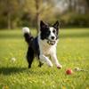 Set of 12 strong chew toys for dogs, strong and durable set of PetJet toys
