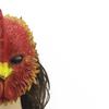 3D Angry Rooster Mask for Halloween, Mardi Gras, and Carnival