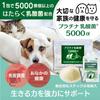 Pet supplement lactic acid bacteria cat pet supplement dog platinum lactic acid bacteria immunomodulation oral care lactic acid bacteria lab 5000 (30