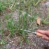 1PC Double Hook Weeding Tool with V-Shaped Metal Head and Solid Wood Handle - Deep Weeding, Learning Gardening Tool