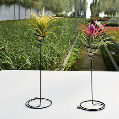 Blumenständer, Spiral-Design, Eisen, Kunst-Luft-Ananas-Rack, grüne Pflanzen-Display-Halter, Dekoration, Heimdekoration