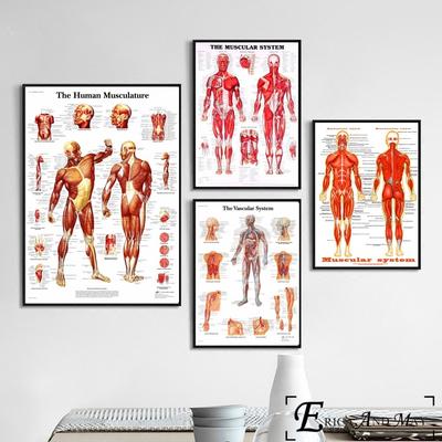 Sistemul muscular al corpului uman Postere și imprimeuri Artă de perete Imagine decorativă Pictură pe pânză pentru sufragerie Decor de acasă fără încadrare